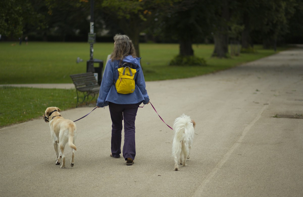 Dog walker walking dogs in a park